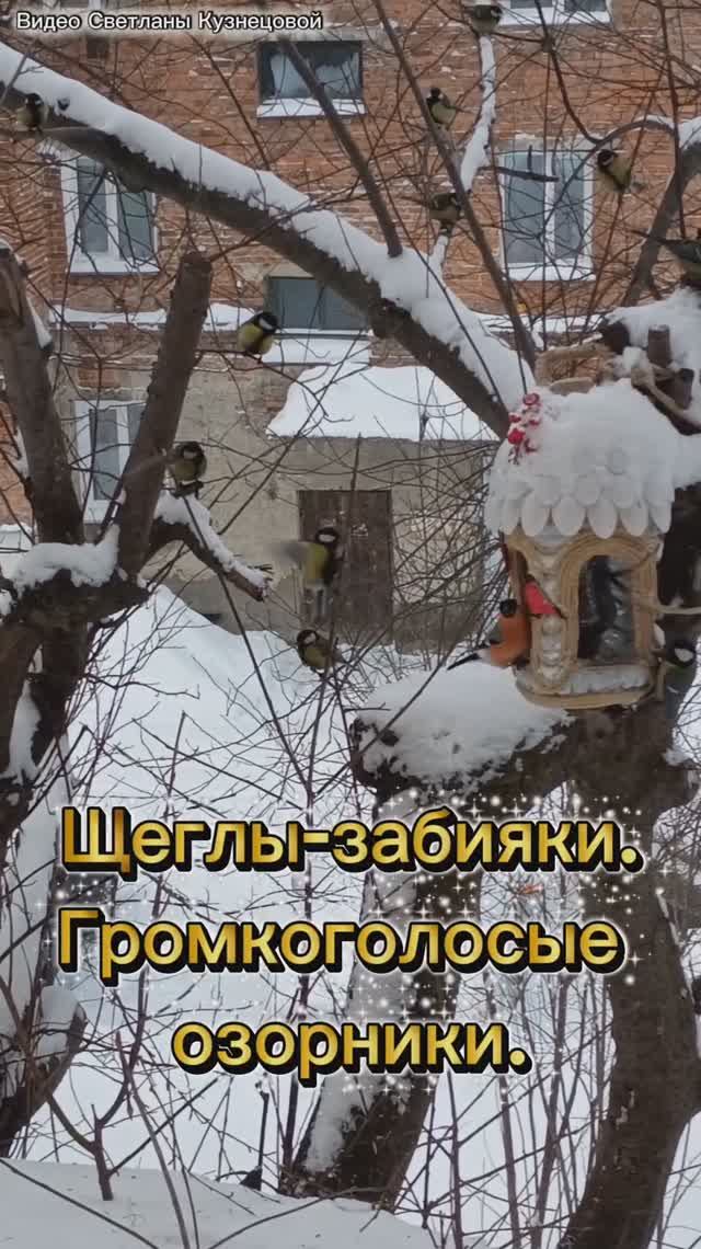 Это просто чудо! Разве можно ими не любоваться? Птичий релакс. Щеглы-озорники.