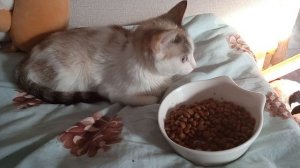 белка живёт 2