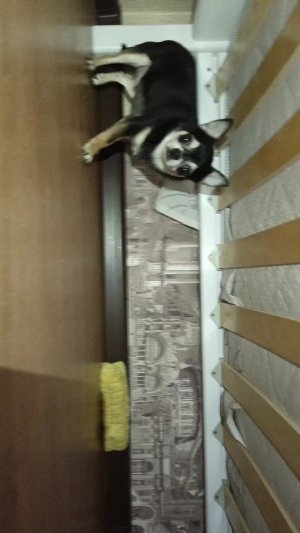 чихуху Арчи