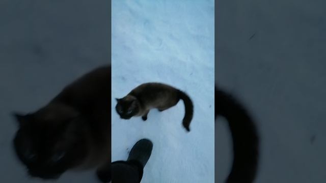 Золотой уголь