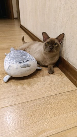 делаем с вами инглиш