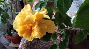 Жёлтый гибискус в марте.