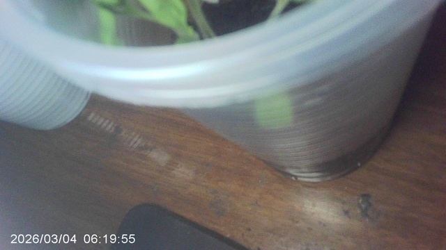 Обзор моей томатной рассады (8 из 10) сорта ОЛЯ Ф1