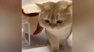 Веселые котики