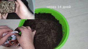 ЖАЛЕЮ, что РАНЬШЕ ТАК НЕ САЖАЛА СЕМЕНА! Теперь сею ТОМАТЫ ТОЛЬКО ТАК жирная крепкая здоровая рассада