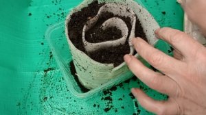 Посеяла лук на рассаду