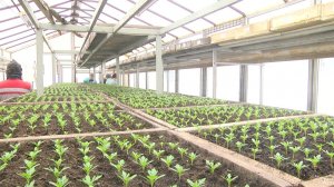 МОЛОДЫЕ ВСХОДЫ