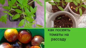 Как посеять томаты на рассаду