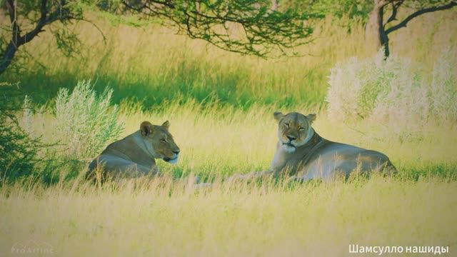Коран сура Худ чтец Мухаммад аль-Факих
