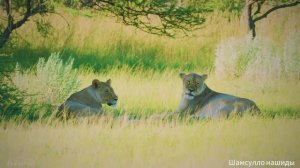 Коран сура Худ чтец Мухаммад аль-Факих