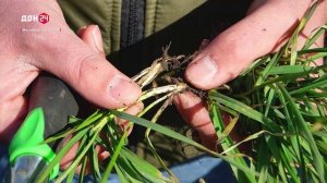 Озимые после зимы