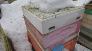 март, зимовка третьего майского отводка пчел Элгон на ячейке 4,9 мм , 4.03.2026