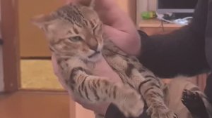 А поклеим ли мы обои?