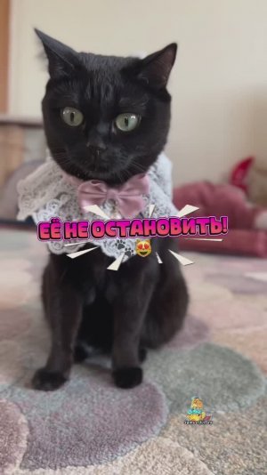 Когда очень любишь вкусняшки😻 #кошка #вкусняшки #юмор