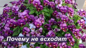 Рогатые фиалки: беда с семенами