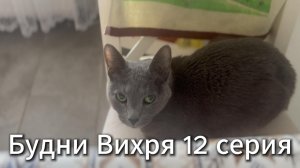 Будни Вихря 12 серия #я #Вихрицкий #Блогер #сериал #мы #счастье #россия #любовь #юмор #песня #вихрь