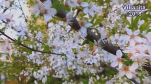 "Вишни в  Баку" -  Адалят Шукюров