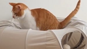 КОТ В РЕЖИМЕ ТУРБО: ЧТО ДЕЛАТЬ С ХВОСТАТЫМ НЕПОСЕДОЙ? 🐾