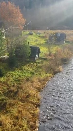 Вепсский лес.