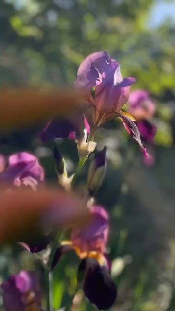 Мои любимые ирисы