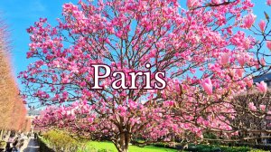 ПАРИЖ 03.03.2026. Цветёт магнолия