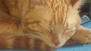 Дневные будни  с котом