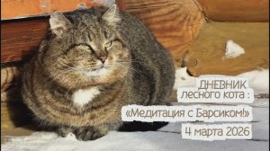 ДНЕВНИК лесного кота: «Медитация с Барсиком» - 4 марта 2026