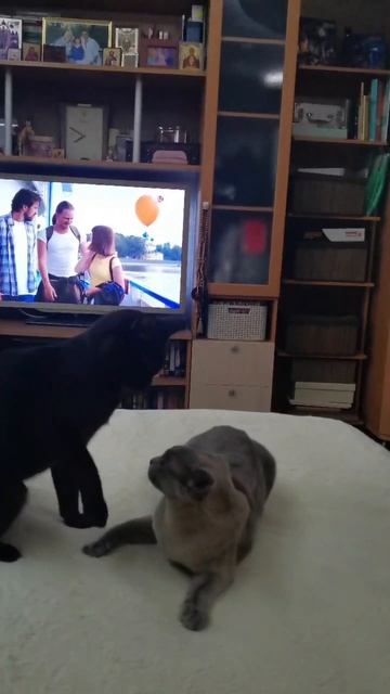 Бурмы - выходи подлый трус))