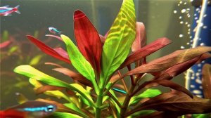 людвигия для аквариума