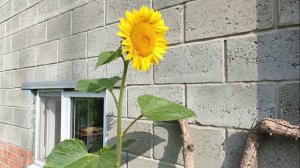 Подсолнушки