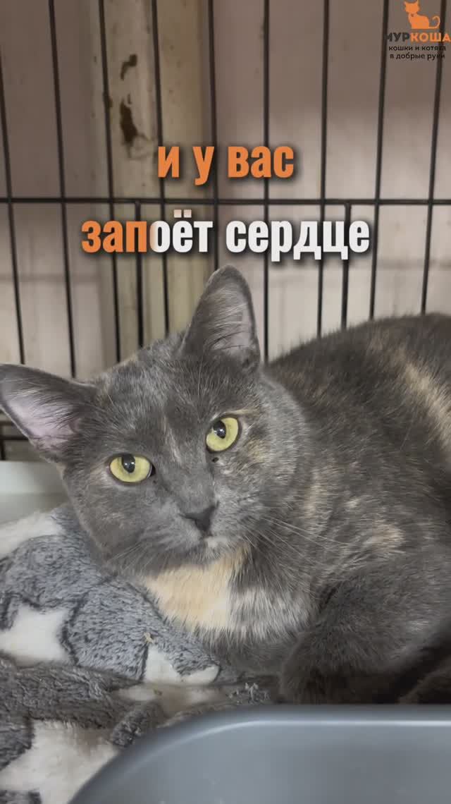 Лиора ждёт вас в приюте #Муркоша