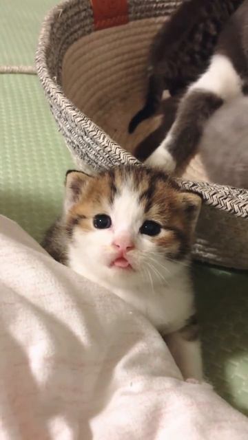 У него 0 мыслей