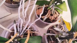 176ОрхоVLOG Делаю так два раза в год. Избавляем от избыточных солей, помещаем от болезней и вредител