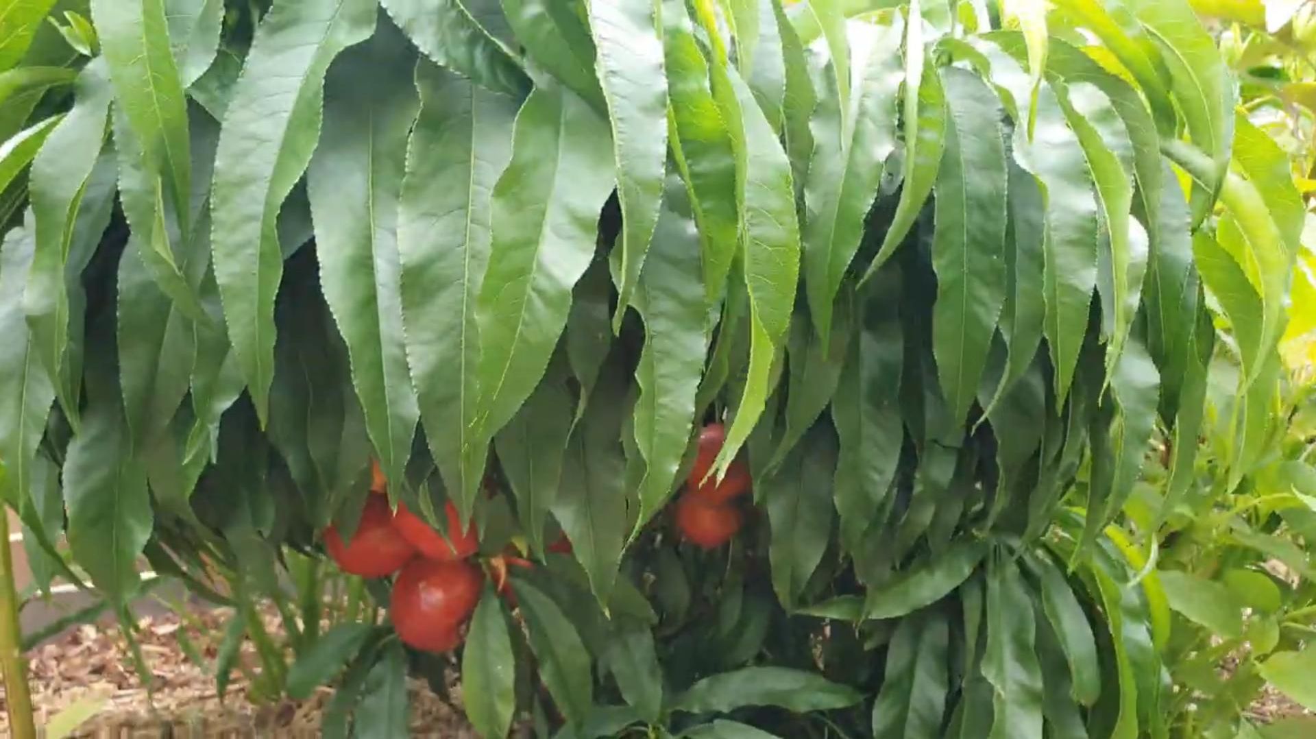 Мини нектарин Мистер Перси Ростов-на-Дону. Маленькое Сади