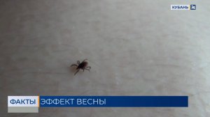 Первые укусы клещей зафиксировали в Роспотребнадзоре после потепления