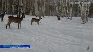 Прекращено уголовное дело об убийстве косуль в Кантемировском районе