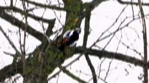 Дятел-девочка за работой