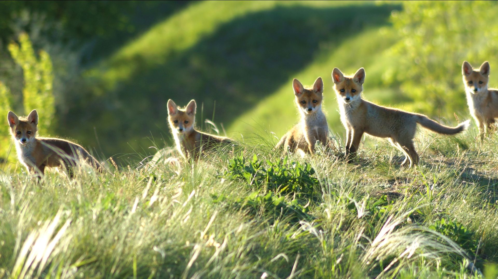 Субботняя прогулка 2 Лисята