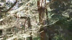 Setter inglese EDO od RACE & Nalesny EN, woodcock