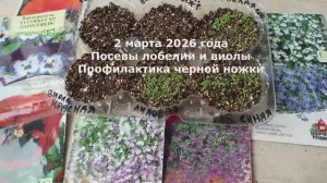 2 марта 2026 года лобелия и виола, профилактика черной ножки. #рассада, #лобелия, #виола