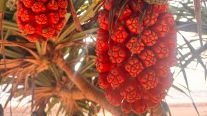 THAILAND | ШОППИНГ ВЛОГ | НЕРЕАЛЬНО ВКУСНЫЕ ФРУКТЫ