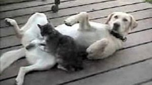 cat jacks off dog