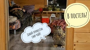 Сова Ёль пережидает мокрую погоду в доме. Пёс Кубик дождался новой рыбки из жёлтой машины