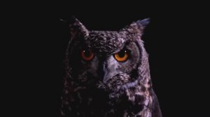 Промо ролик шведских столов Refettorio Filin