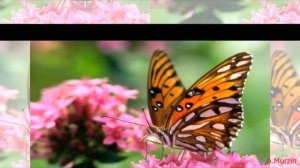 Stive Morgan - Siren Song