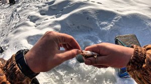 ПОПАЛ на РАЗДАЧУ ЕЛЬЦА и ГОЛЬЯНА после МОРОЗОВ