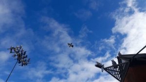 Николаевские голуби 04.03.26 г