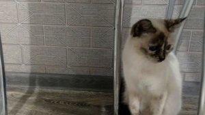 кот в сапогах