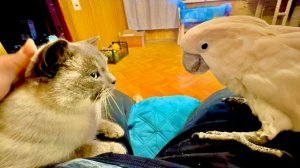 Что бы пообщаться с  попугаем Кешей отдельно, без Жориной ревности пришлось уйти в другую комнату !