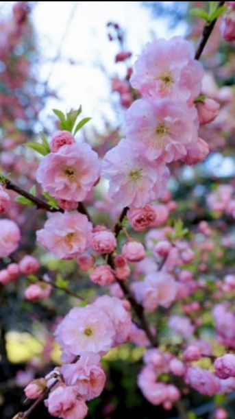 Ветка сакуры